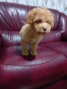 Additional photos: Maltipoo