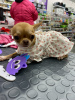 Photo №4. I will sell chihuahua in the city of Munich. private announcement, breeder - price - 269$