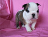 Photo №2 to announcement № 30086 for the sale of english bulldog - buy in Germany private announcement