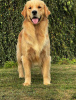 Photo №1. golden retriever - for sale in the city of Wrocław | 3698$ | Announcement № 93590