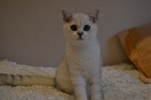 Photo №2 to announcement № 2880 for the sale of british shorthair - buy in Russian Federation from nursery