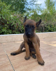 Photo №2 to announcement № 117227 for the sale of belgian shepherd - buy in Serbia 