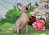 Photo №1. sphynx-katze - for sale in the city of Нешер | negotiated | Announcement № 62365