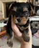 Photo №2 to announcement № 121633 for the sale of yorkshire terrier - buy in United Kingdom breeder