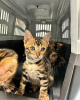 Photo №2 to announcement № 83087 for the sale of bengal cat - buy in Germany 