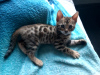 Photo №1. bengal cat - for sale in the city of Krasnodar | 388$ | Announcement № 7944