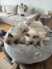 Additional photos: Ragdoll Kittens ready for new homes