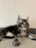 Photo №2 to announcement № 36945 for the sale of maine coon - buy in Russian Federation private announcement, from nursery