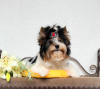 Photo №1. beaver yorkshire terrier - for sale in the city of Bobruisk | negotiated | Announcement № 55221