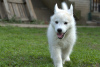 Additional photos: Siberian Husky puppies