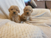 Photo №3. Apricot poodle puppies. Russian Federation