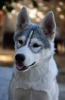 Additional photos: Siberian husky puppies