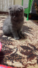 Photo №2 to announcement № 13130 for the sale of scottish fold - buy in Italy private announcement