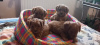 Photo №4. I will sell non-pedigree dogs in the city of Kruševac. breeder - price - 1585$