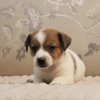 Photo №2 to announcement № 81438 for the sale of jack russell terrier - buy in Russian Federation from nursery