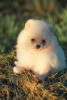 Photo №1. pomeranian - for sale in the city of Vitebsk | negotiated | Announcement № 63226