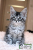Photo №4. I will sell maine coon in the city of St. Petersburg. private announcement, from nursery, breeder - price - 533$