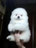 Photo №2 to announcement № 119998 for the sale of pomeranian - buy in Germany private announcement