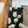 Additional photos: Maltese puppies