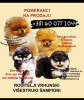 Additional photos: Pomeranian Spitz puppies