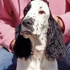 Photo №4. I will sell english springer spaniel in the city of St. Petersburg. private announcement - price - negotiated