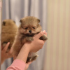 Photo №1. pomeranian - for sale in the city of Бордо | negotiated | Announcement № 17341