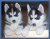 Photo №1. siberian husky - for sale in the city of Canterbury | Is free | Announcement № 75878