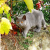 Photo №1. chartreux - for sale in the city of Paris | negotiated | Announcement № 123133