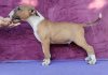 Additional photos: Standard Bull Terrier puppies