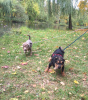 Photo №3. Shar Pei puppy for sale. Russian Federation