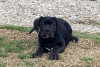 Photo №1. cane corso - for sale in the city of Badovinci | negotiated | Announcement № 37744