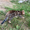 Photo №2 to announcement № 26771 for the sale of bengal cat - buy in Latvia private announcement, from nursery, breeder