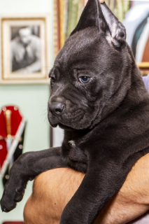 Photo №4. I will sell cane corso in the city of Dnipro. private announcement - price - Negotiated