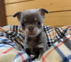 Photo №1. chihuahua - for sale in the city of Berlin | 300$ | Announcement № 90314