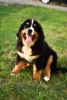 Photo №1. bernese mountain dog - for sale in the city of Валево | negotiated | Announcement № 112195