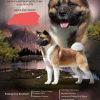 Photo №1. american akita - for sale in the city of Krasnodar | 1$ | Announcement № 11234