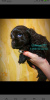 Photo №1. american cocker spaniel - for sale in the city of Самарканд | 350$ | Announcement № 32390