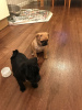 Photo №2 to announcement № 95035 for the sale of pug - buy in Germany private announcement