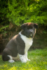 Photo №3. American Akita puppies. Ukraine