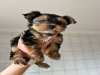 Photo №1. yorkshire terrier - for sale in the city of Vilnius | 400$ | Announcement № 44905