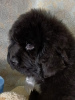 Photo №3. Newfoundland puppy. Russian Federation