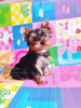 Photo №1. yorkshire terrier - for sale in the city of Tbilisi | 600$ | Announcement № 66837