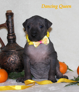 Photo №3. Xoloitzcuintle puppy (standard size) Show perspective. Russian Federation