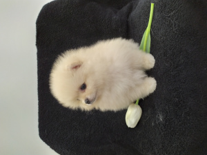 Additional photos: I will sell two litters of puppies of the Pomeranian spitz-dog