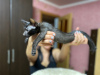 Photo №2 to announcement № 8467 for the sale of oriental shorthair - buy in Russian Federation 