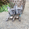 Photo №4. I will sell french bulldog in the city of Günzburg. breeder - price - 1057$