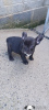 Photo №1. french bulldog - for sale in the city of Зальцбург | 528$ | Announcement № 60787