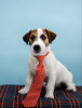 Photo №3. Jack Russell Terrier puppies. Russian Federation