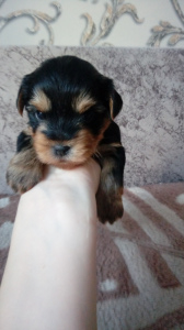 Photo №3. I will sell puppies of a Yorkshire terrier. Russian Federation