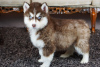 Additional photos: Siberian Husky Puppies ready